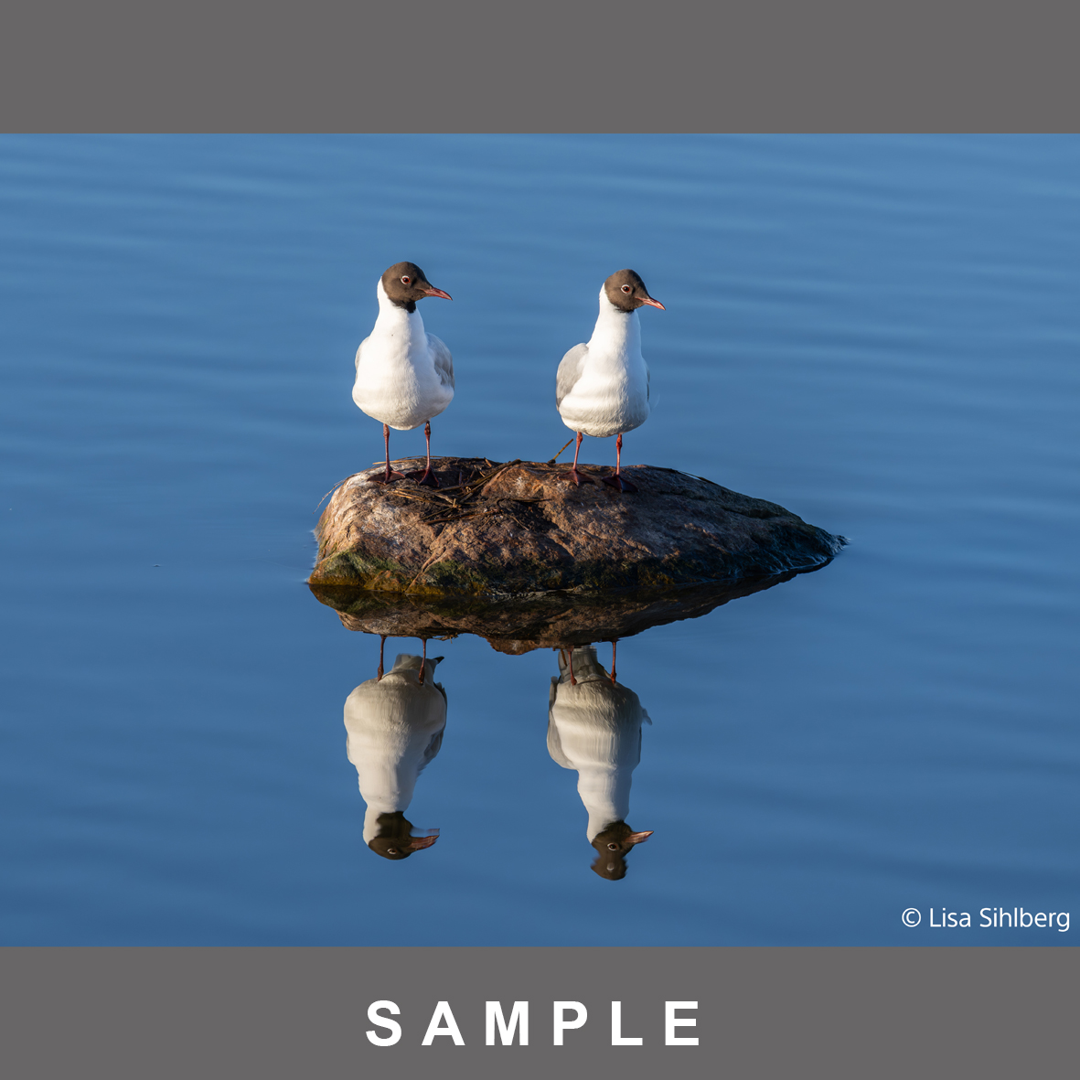 Sony FE 100-400mm/4,5 GM OSS (SEL100400MC) Ø95mm  |NEUHEIT 2026 für Wildlife u Sport | 3x schneller AF als sein Vorgänger | F4.5 durchgehende Lichtstärke | 328mm Länge verändert sich bei Zoomen nicht
