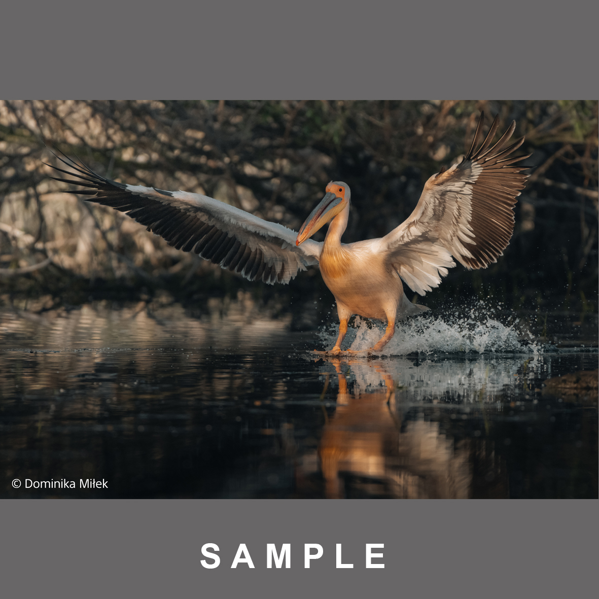 Sony FE 100-400mm/4,5 GM OSS (SEL100400MC) Ø95mm  |NEUHEIT 2026 für Wildlife u Sport | 3x schneller AF als sein Vorgänger | F4.5 durchgehende Lichtstärke | 328mm Länge verändert sich bei Zoomen nicht