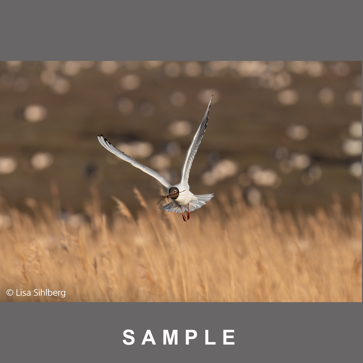 Sony FE 100-400mm/4,5 GM OSS (SEL100400MC) Ø95mm  |NEUHEIT 2026 für Wildlife u Sport | 3x schneller AF als sein Vorgänger | F4.5 durchgehende Lichtstärke | 328mm Länge verändert sich bei Zoomen nicht